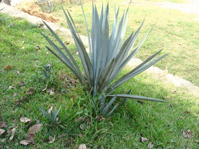 Blue Agave plant.